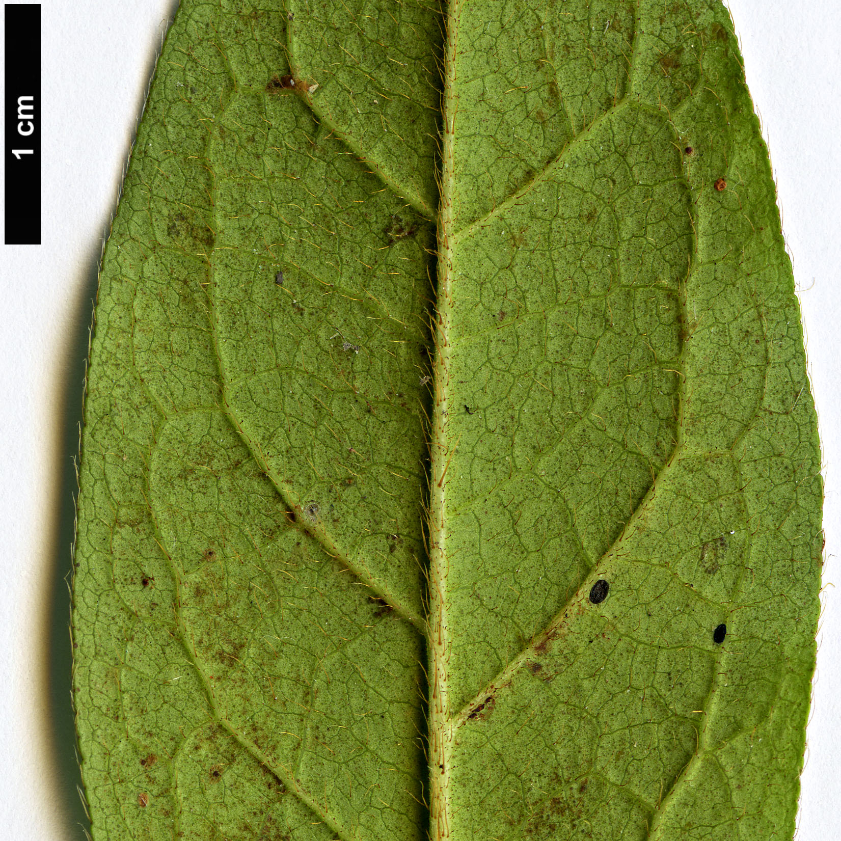 High resolution image: Family: Ericaceae - Genus: Rhododendron - Taxon: ×pulchrum (R.mucronatum × R.scabrum)